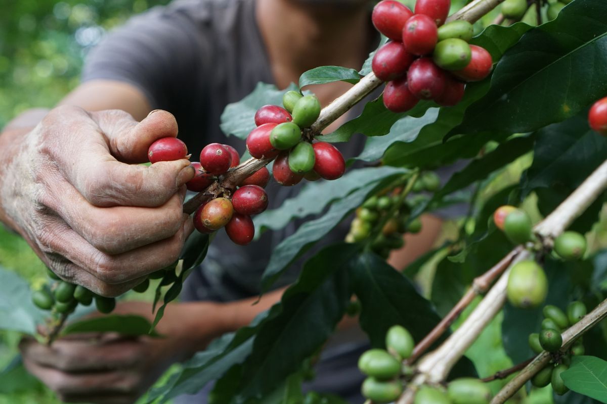 harvesting coffee beans indonesia