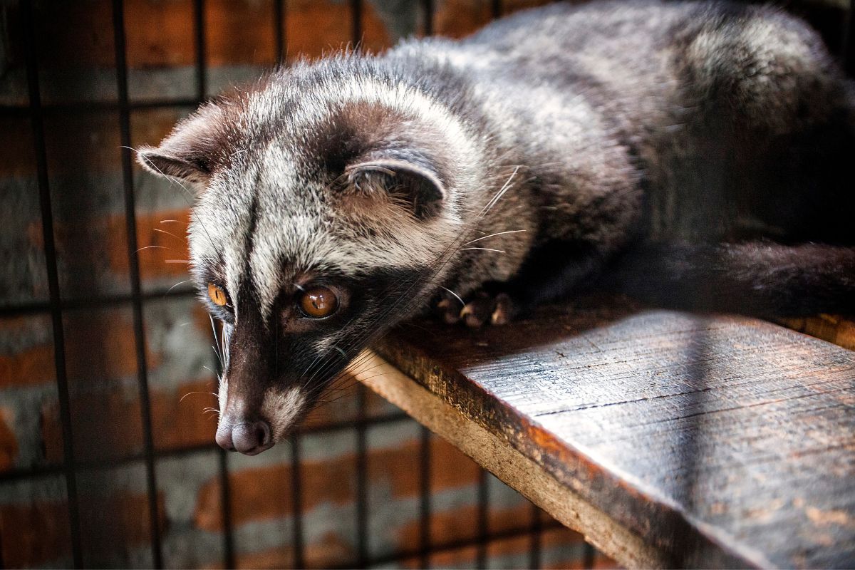 world famous civit producing kopi luwak coffee