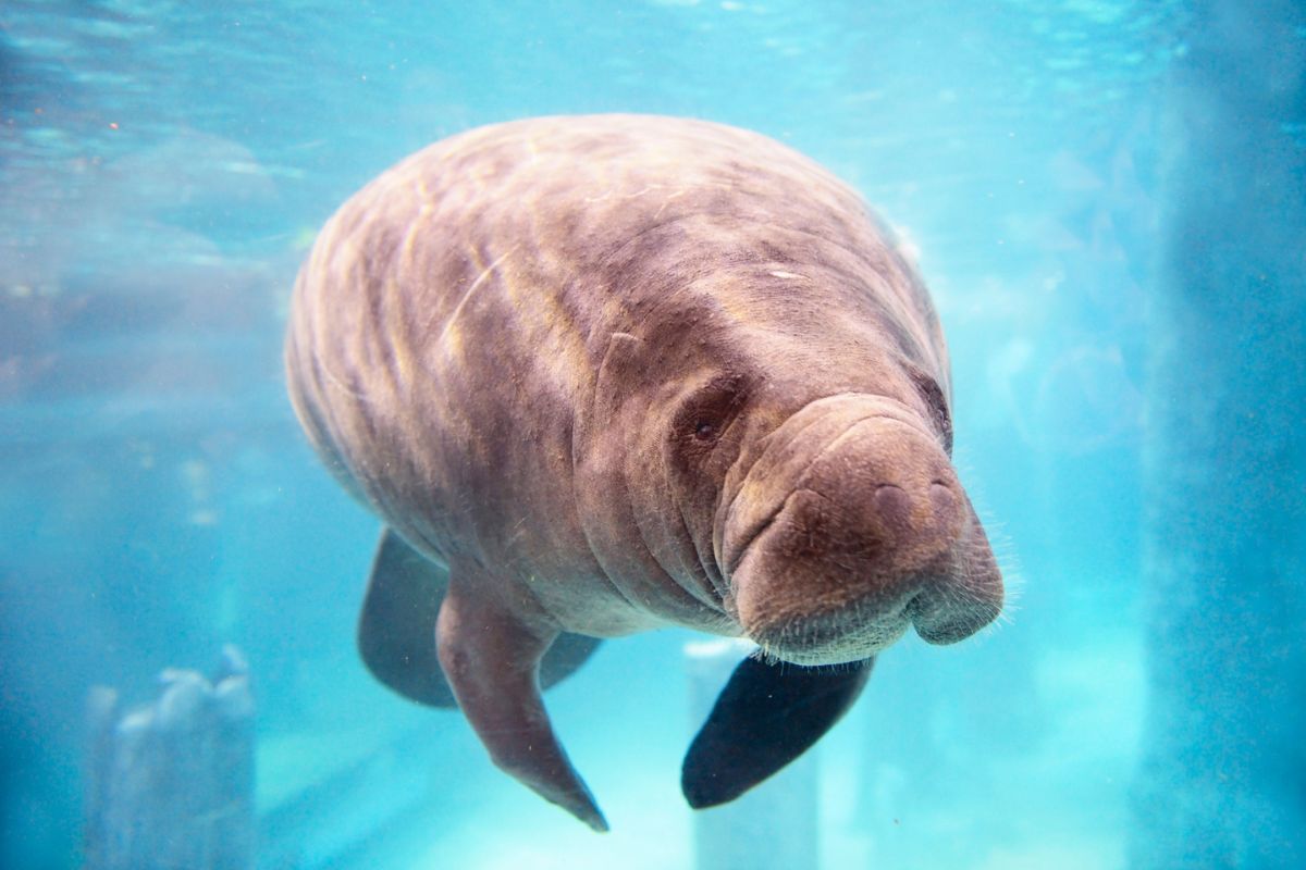 gentle giant manatee